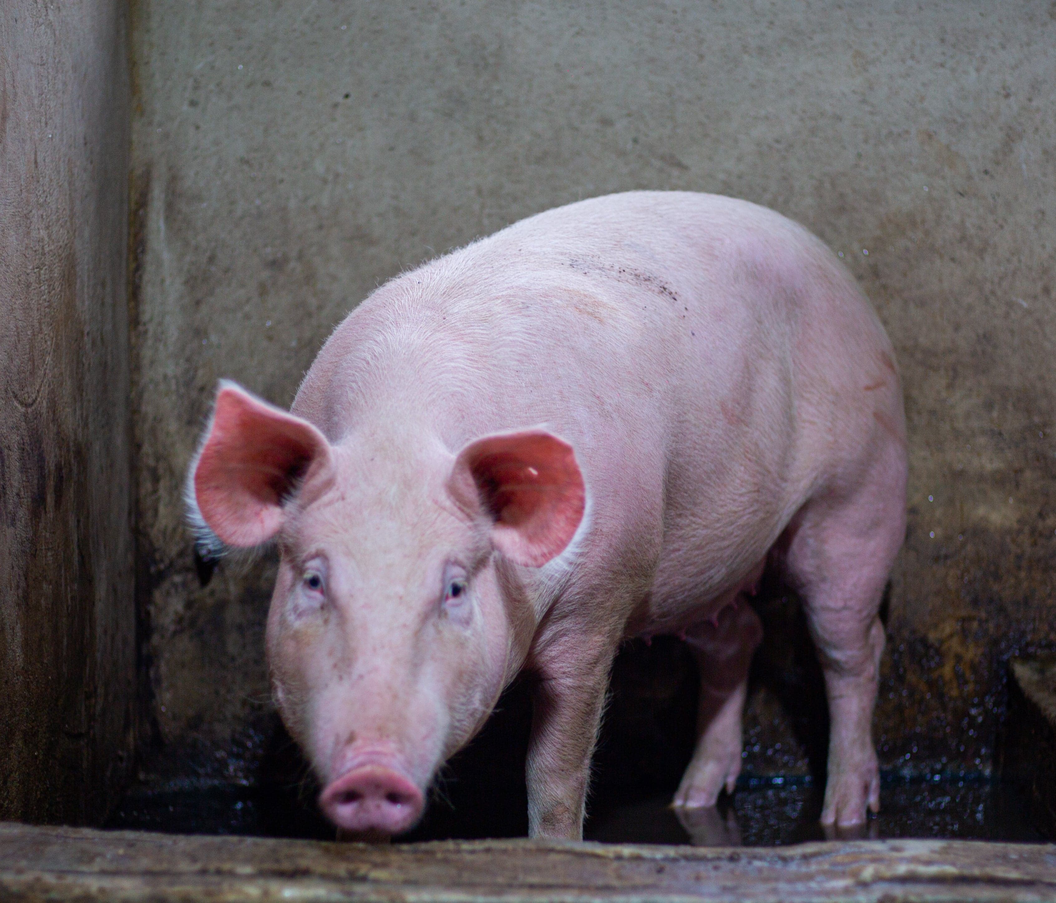 Large White (Yorkshire)
