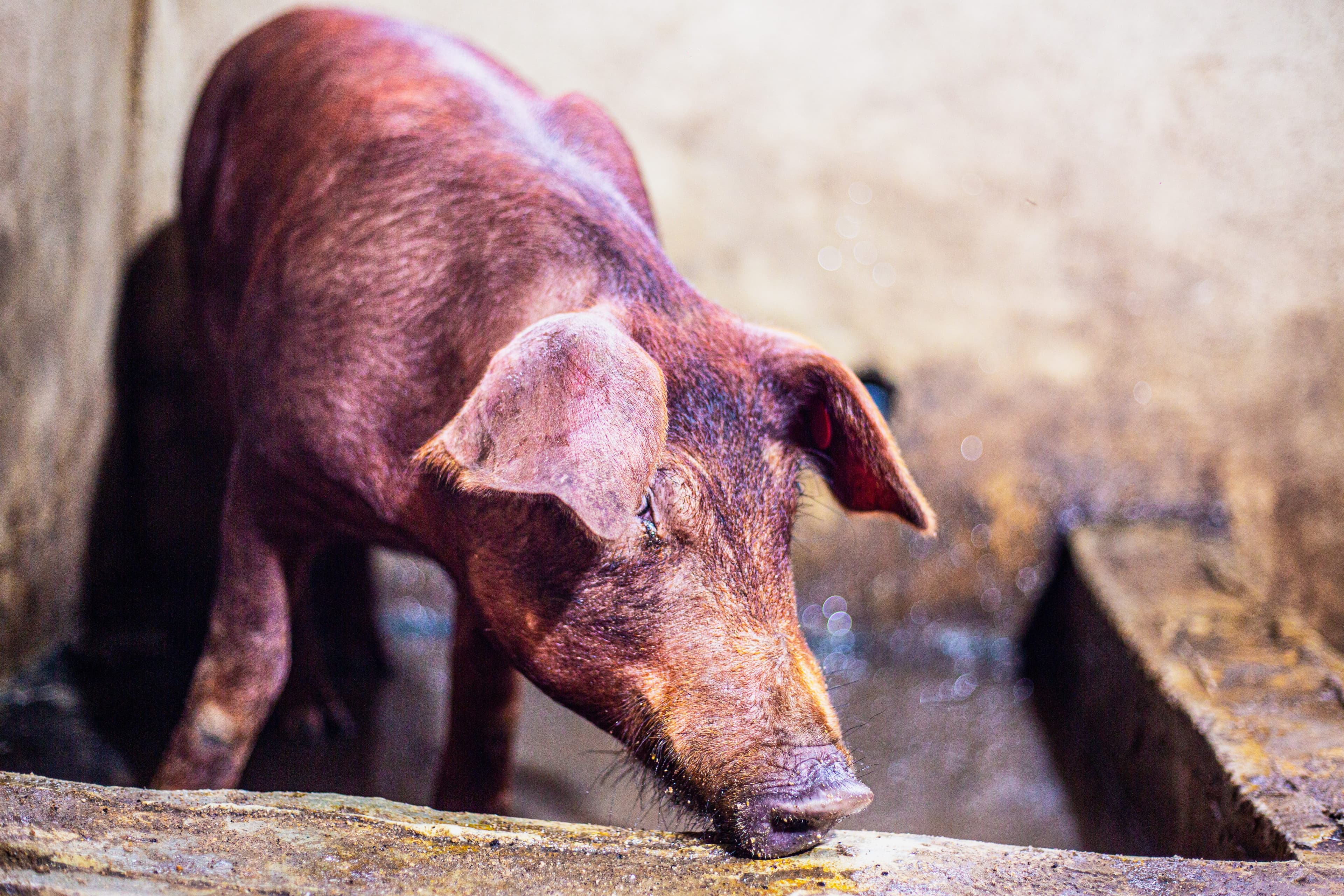 Duroc breed