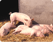 Large White (Yorkshire)